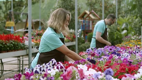 People Tending Colorful Flowers in a Greenhouse
