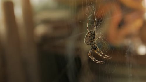 Big Spider mange sur le Web