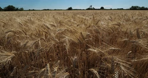 Wheat field in Occitanie, France