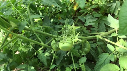 Green Tomatoes Growing on the Vine in Garden