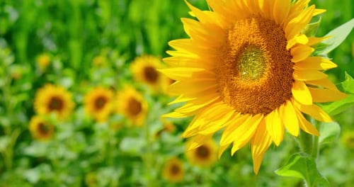 Sunflower Closeup in the Field Background