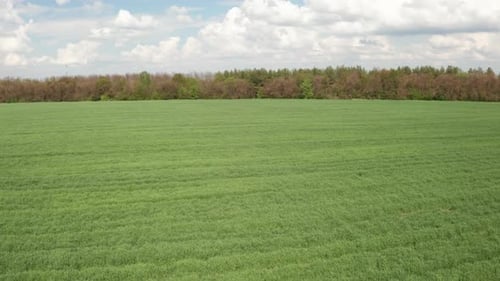 Das Feld ist mit grünem Jungweizen bedeckt.