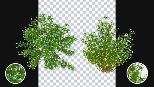 Time-lapse Plant Growth Animation with Blooming Flowers