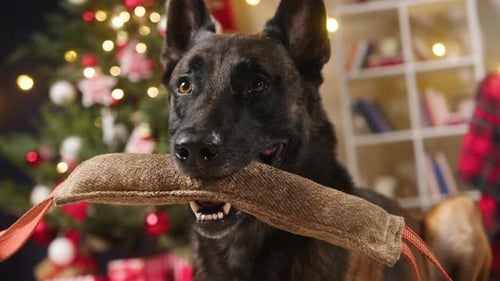 Malinois Bard Holding Toy in Mouth