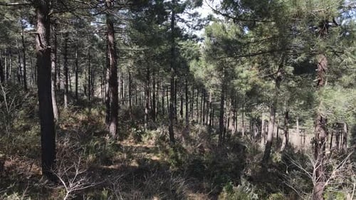 Environment Forest
