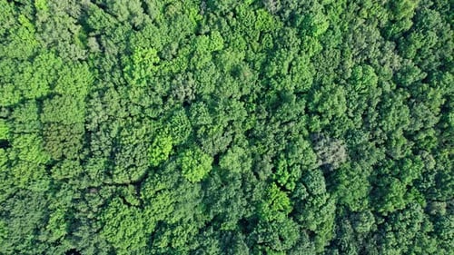 Aerial Top View of Green Forest on a Summer Day