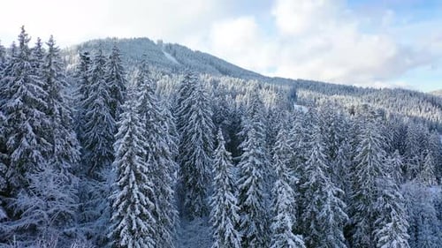 Aerial view on the mountains and forest in the winter time. Natural winter landscape from air.