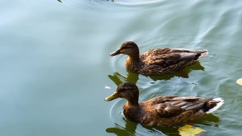 Mallard Ducks Swimming in Calm Water