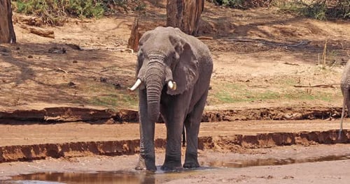 Afrikanischer Elefant, loxodonta africana, Erwachsener trinkt am Fluss, Samburu Park in Kenia, Echtzeit 4K