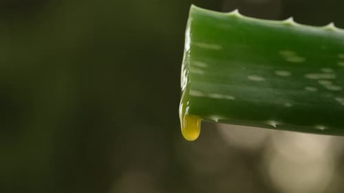Fresh Aloe Vera Juice Dripping From Leaf