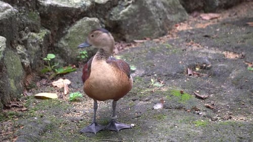 A brown duck with tag is clean the feather