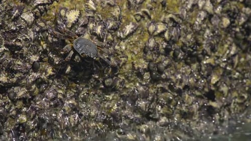 Crab on the Rock at the Beach