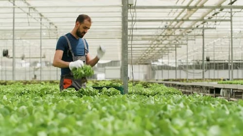 Farm Worker Harvesting Organic Green Salad in a Box