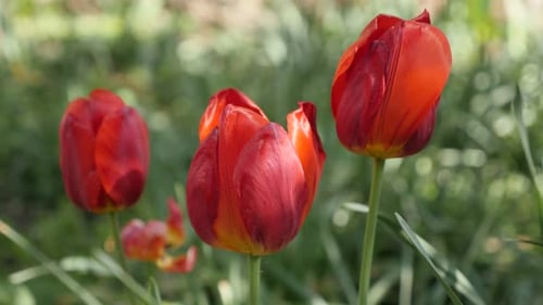 Didier tulip lily plant bulbs moving on the wind 4K 2160 30fps UltraHD footage - Beautiful Tulipa g