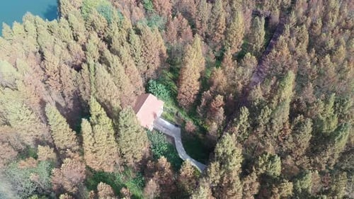 Autumn forest