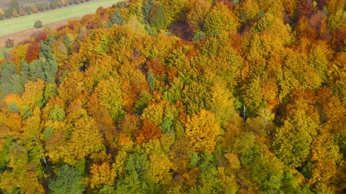 View From the Height on a Bright Yellow Autumn Forest