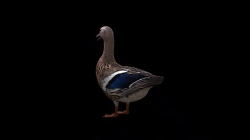 Female Duck İdle View From Back Side