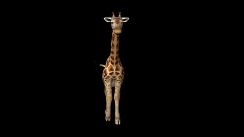 Giraffen-Lauf 3