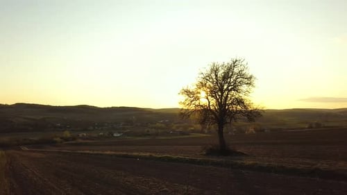 Big green tree growing alone in spring field in orange evening sunlight at sunset.