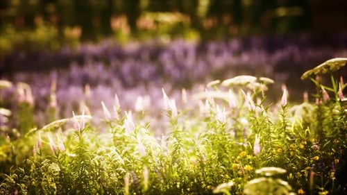 Sunset in the Wild Flower Field