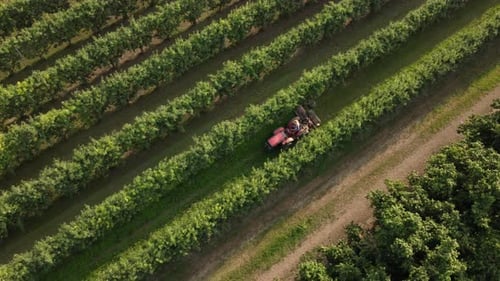 Tractor Machinery and Farmer Working, Cleaning Apple Agriculture Field