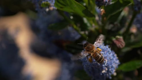 980010 Honey Bee, apis mellifera