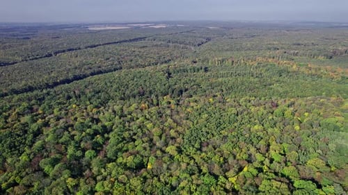 Aerial Top Down View of Forest in the Autumn