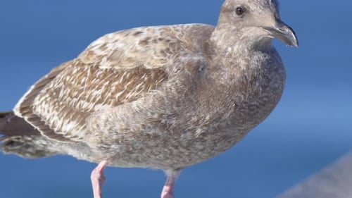 A gray seagull rests near the Pacific Ocean.