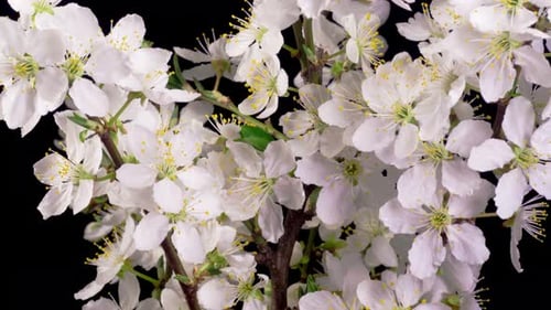 White Blossoms Bloom Beautifully in Time-Lapse