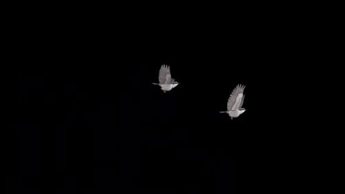 Forest Nuthatch - 2 Flying Birds - Transparent Transition