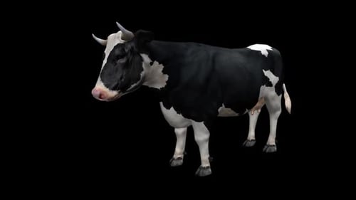 3D Animated Black and White Dairy Cow Standing