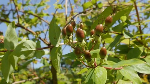 Arbuste sain d'Hypericum androsa androsaemum sur le vent 4K 2160p 30 images par seconde en UltraHD - Ambré doux