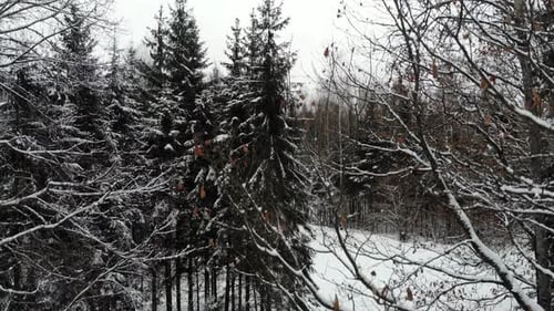 Vue de dessus de la forêt enneigée.