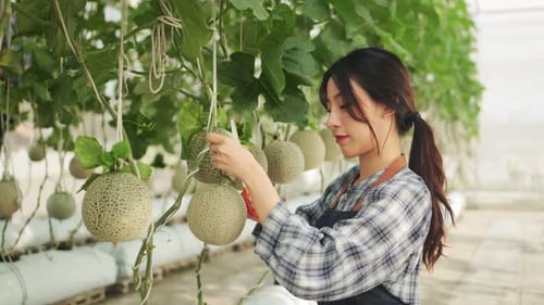 Junge asiatische Bäuerin überprüft die Qualität der Melone