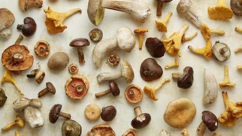 Autumn Fall Composition. Various Kinds of Forest Raw Mushrooms on Rustic Table