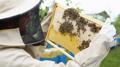 Closeup Portrait of Beekeeper Holding a Honeycomb Full of Bees