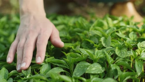 Hand Gently Touching Vibrant Green Plant Seedlings