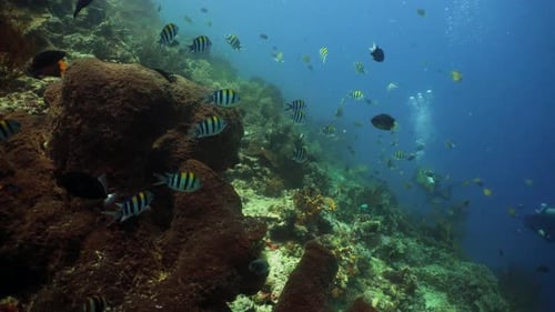 Coral Reef and Tropical Fish
