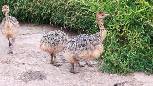 Bebê avestruz em uma fazenda