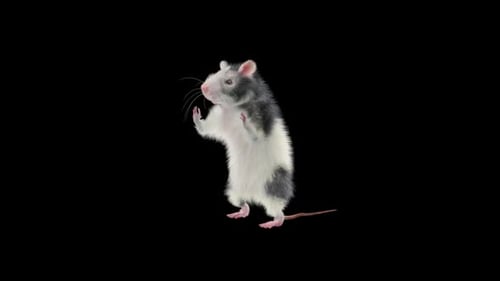 Animated 3D Rat Standing and Waving
