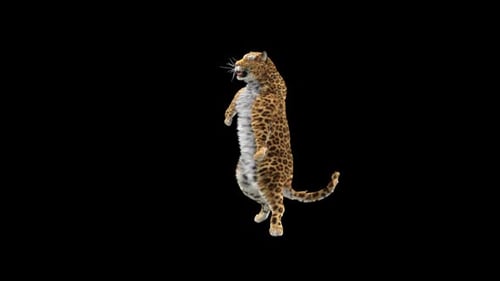 Leopard Dancing HD