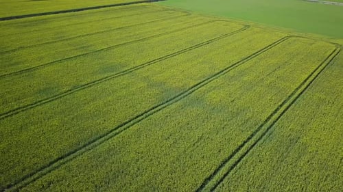 Aerial flyover blooming rapeseed (Brassica Napus) field, flying over yellow canola flowers, idyllic
