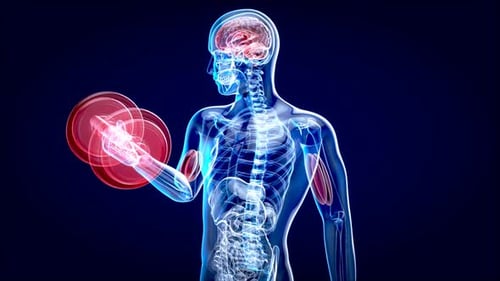 4K anatomy of a X-ray man doing biceps curls