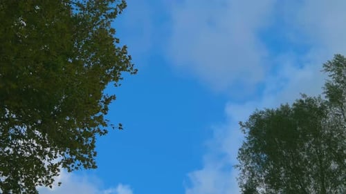 Clouds & Trees