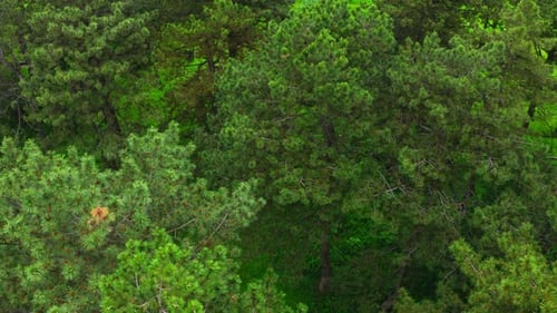 Aerial View Pine Forest