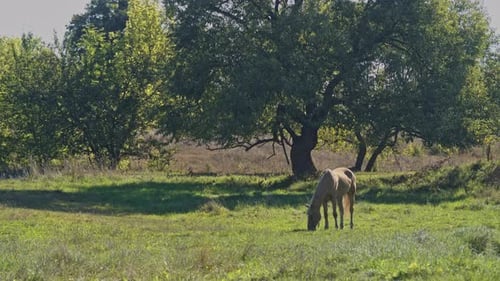 Brown Horse Grazing Fresh Grass