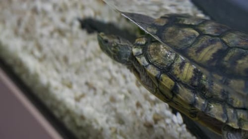 Schildkröte schwimmt im Glasaquarium