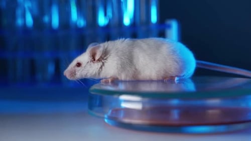 White Lab Mouse Standing on a Petri Dish