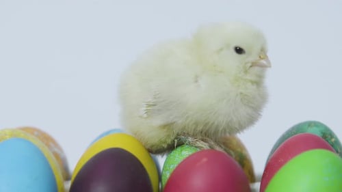 Little Chick Sitting on Colorful Easter Eggs. White Background. Close Up