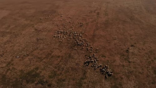 Herd of Sheep in the Field